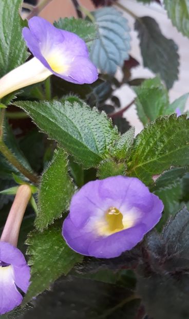  - 0001 2022 - BriD s LIEBREIZ