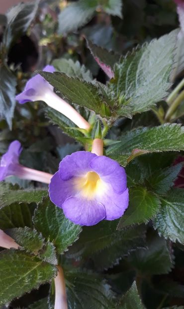  - 0001 2022 - BriD s LIEBREIZ