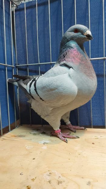 F 2021 - De vanzare din matca