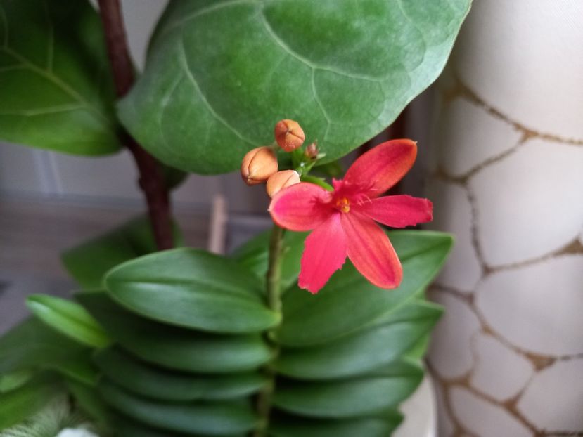 02.08.2022 - Orhidee