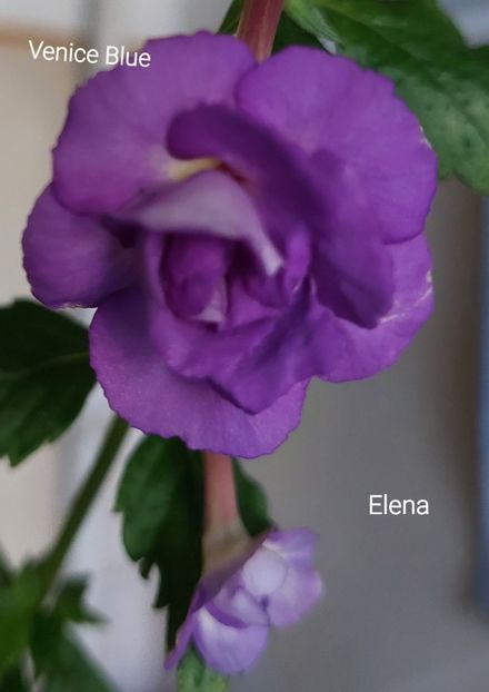  - 2022 - Achimenes