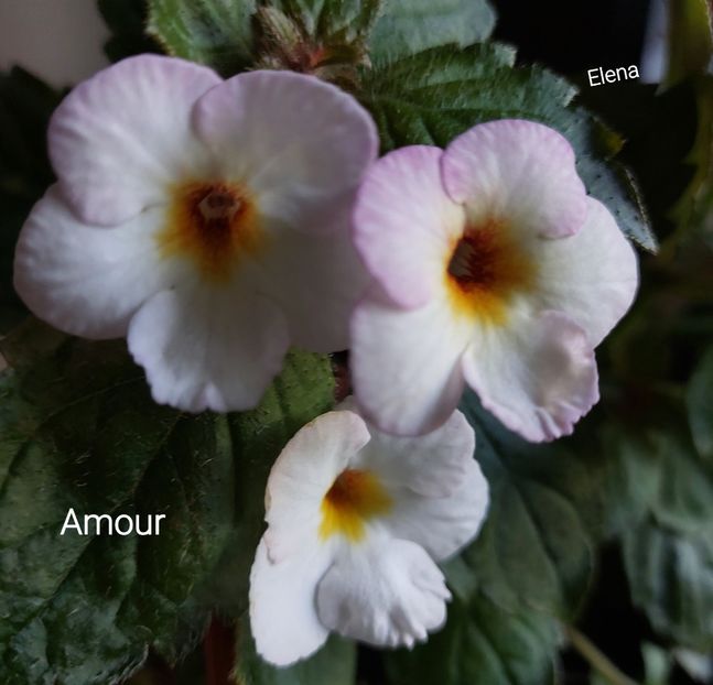  - 2022 - Achimenes