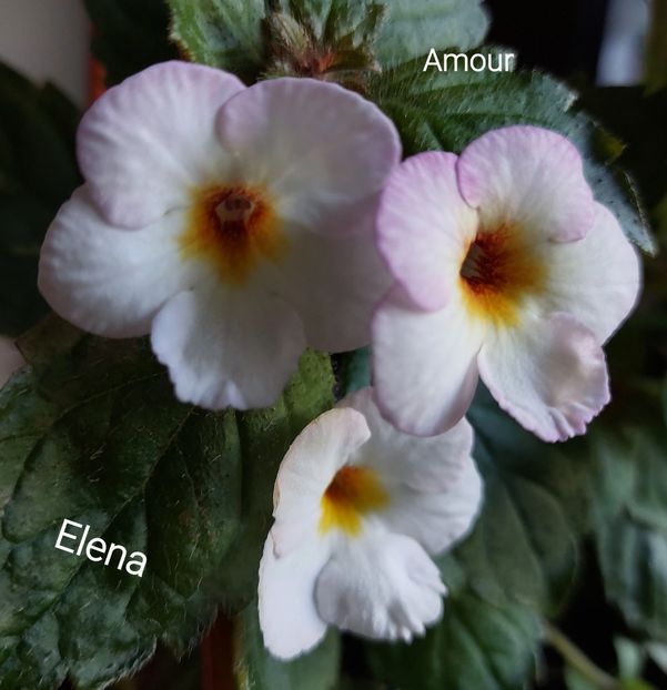  - 2022 - Achimenes