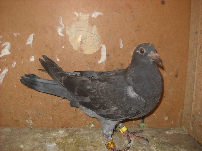  - UNDEVA IN SUCEAVA arhiva