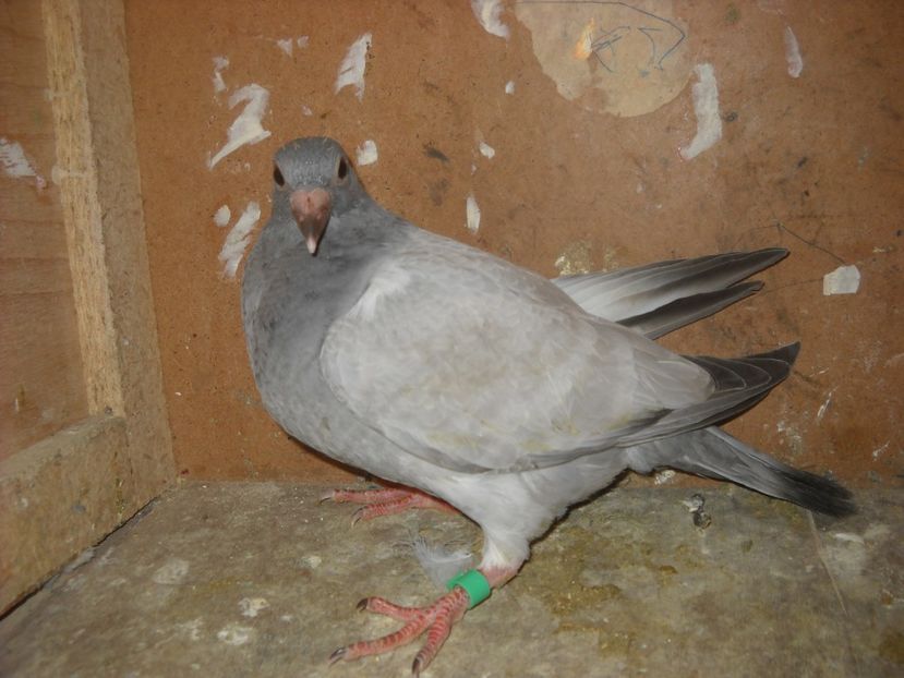  - UNDEVA IN SUCEAVA arhiva