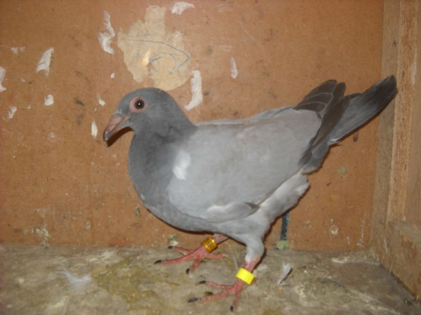  - PORUMBEI VANDUTI 2