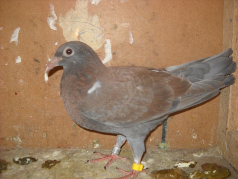  - PORUMBEI VANDUTI 2