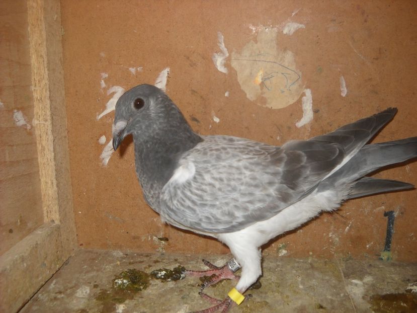  - UNDEVA IN SUCEAVA arhiva