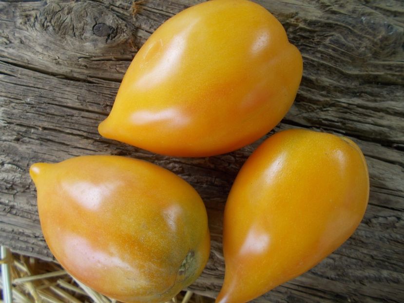  - SEMINTE ROSII - T 950 MARINA S PRISE