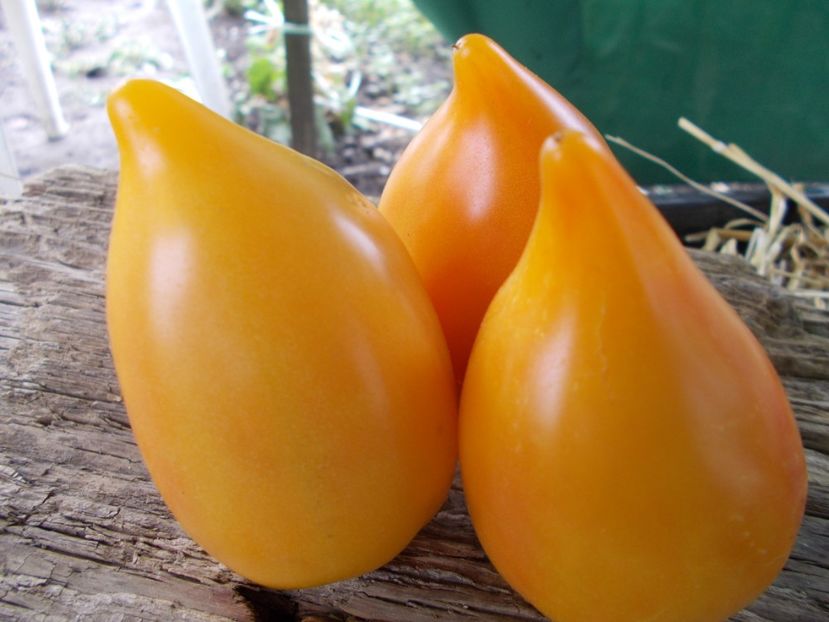  - SEMINTE ROSII - T 950 MARINA S PRISE