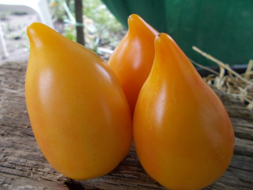  - SEMINTE ROSII - T 950 MARINA S PRISE