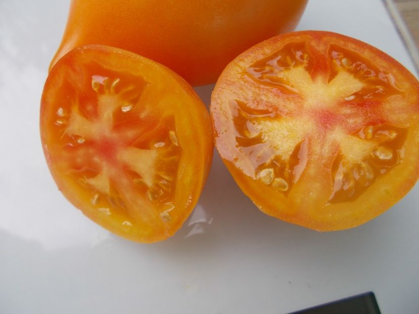  - SEMINTE ROSII - T 950 MARINA S PRISE