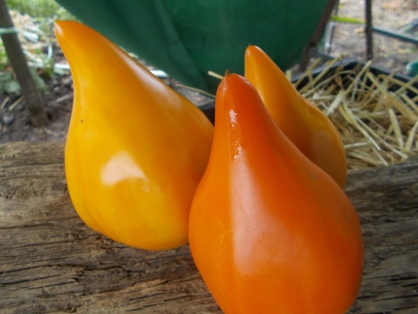  - SEMINTE ROSII - T 835 EARTH WONDER ORANGE