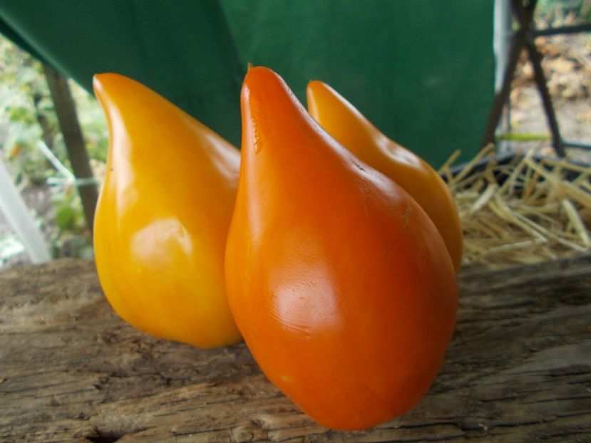  - SEMINTE ROSII - T 835 EARTH WONDER ORANGE