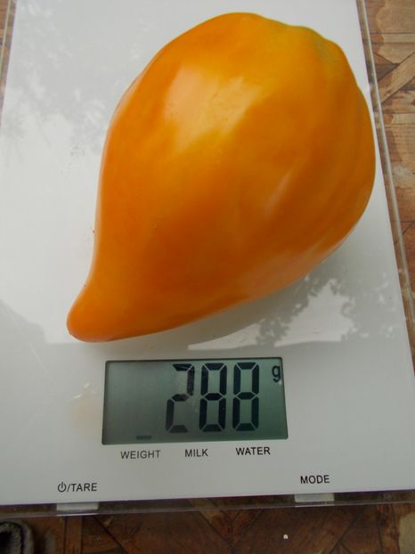  - SEMINTE ROSII - T 835 EARTH WONDER ORANGE