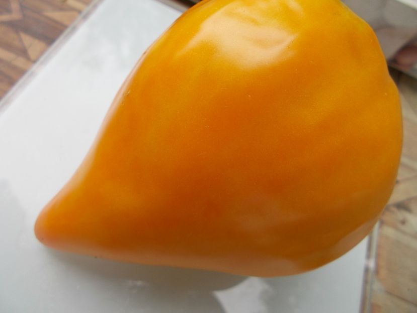  - SEMINTE ROSII - T 835 EARTH WONDER ORANGE