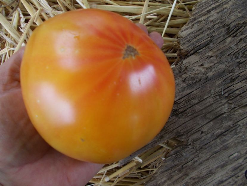  - SEMINTE ROSII - T 863 WILD BILL S OLD TIMEY