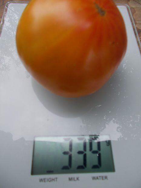  - SEMINTE ROSII - T 863 WILD BILL S OLD TIMEY