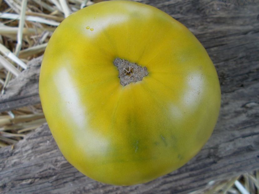  - SEMINTE ROSII - T 839 MAX S LARGE GREEN