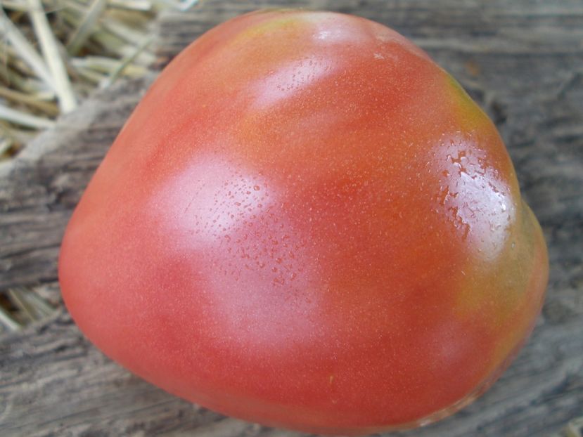  - SEMINTE ROSII - T 888 FEDORA