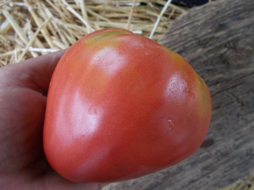  - SEMINTE ROSII - T 888 FEDORA