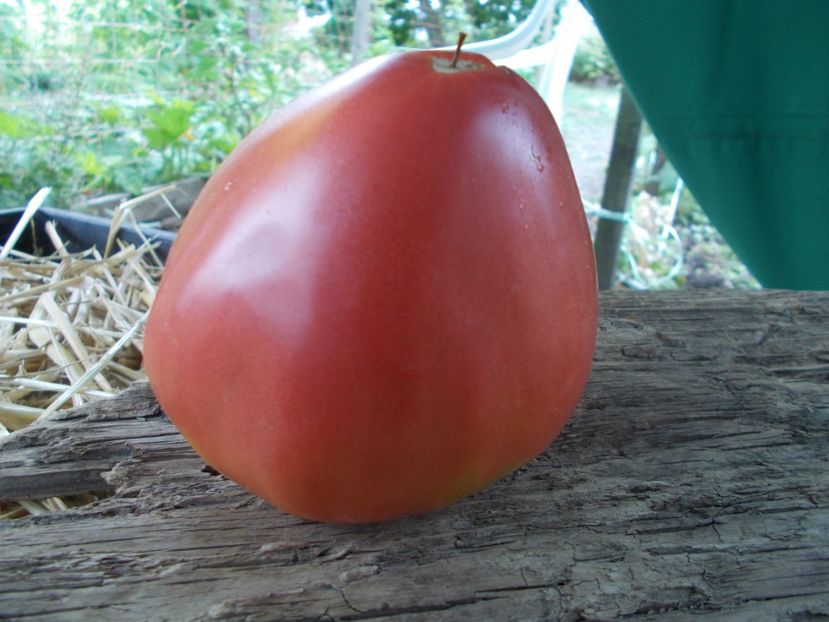  - SEMINTE ROSII - T 888 FEDORA