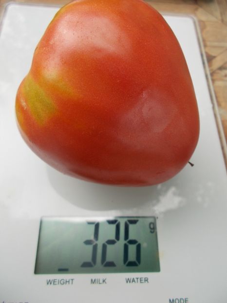  - SEMINTE ROSII - T 888 FEDORA