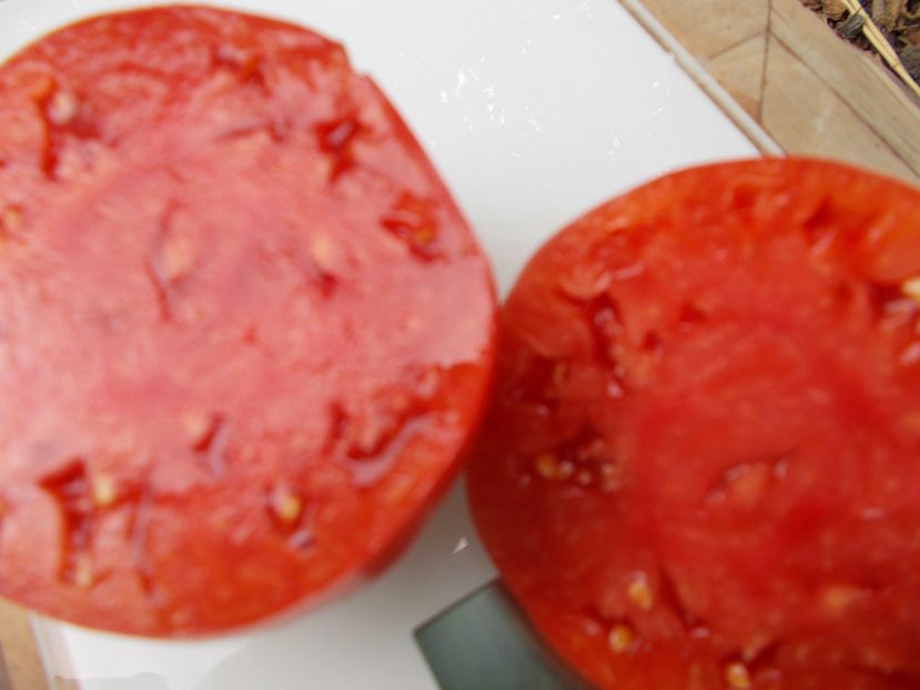  - SEMINTE ROSII - T 888 FEDORA