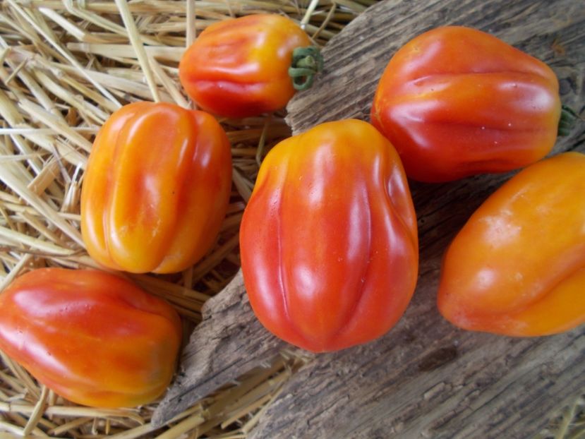  - SEMINTE ROSII - T 866 KALIFORNIA TULIP