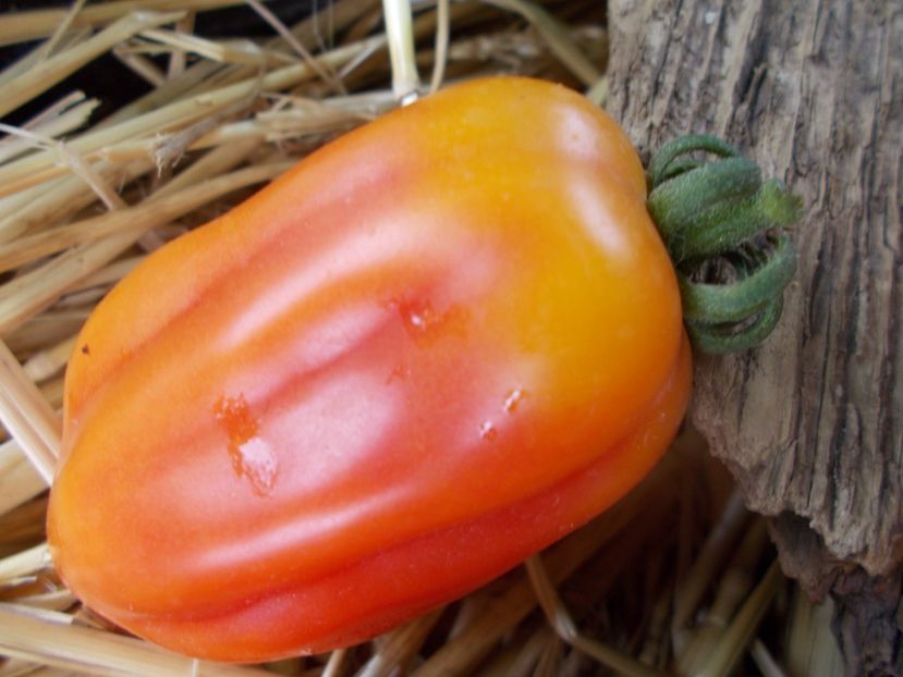  - SEMINTE ROSII - T 866 KALIFORNIA TULIP