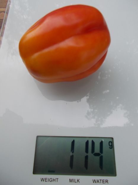  - SEMINTE ROSII - T 866 KALIFORNIA TULIP