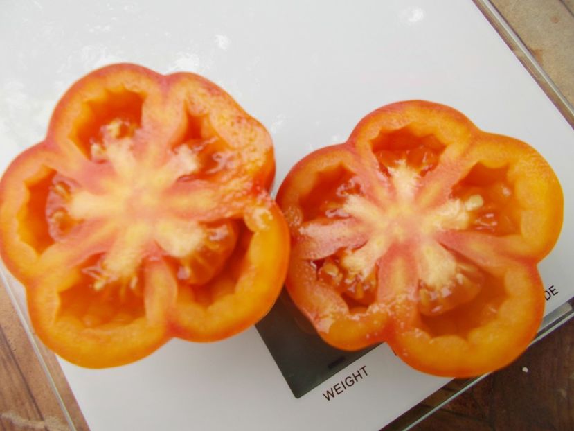  - SEMINTE ROSII - T 866 KALIFORNIA TULIP