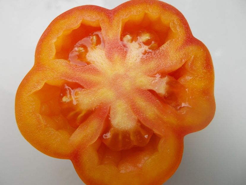  - SEMINTE ROSII - T 866 KALIFORNIA TULIP