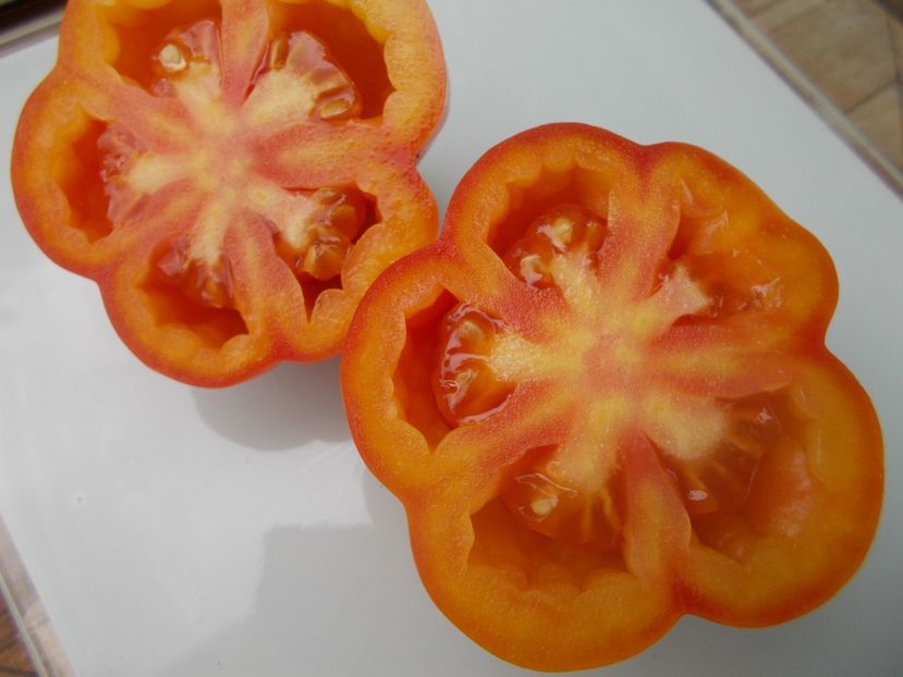  - SEMINTE ROSII - T 866 KALIFORNIA TULIP