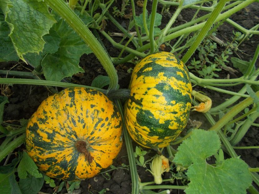  - SEMINTE DOVLECEL - D 189 JACK BE LITTLE