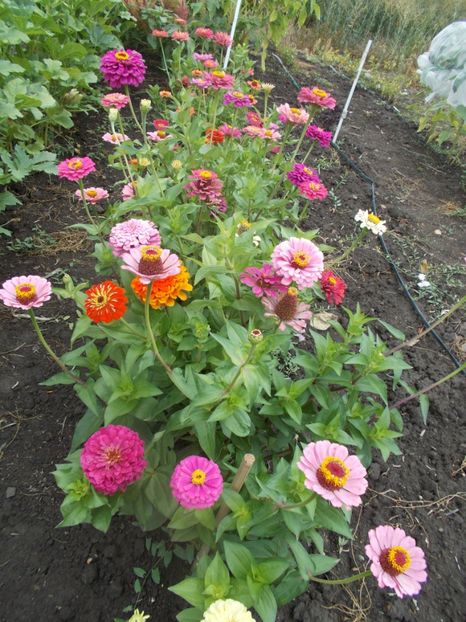  - SEMINTE CARCIUMARESE - D 193 MARI