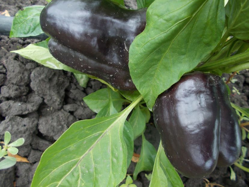  - SEMINTE ARDEI - A 69 PURPLE BELL