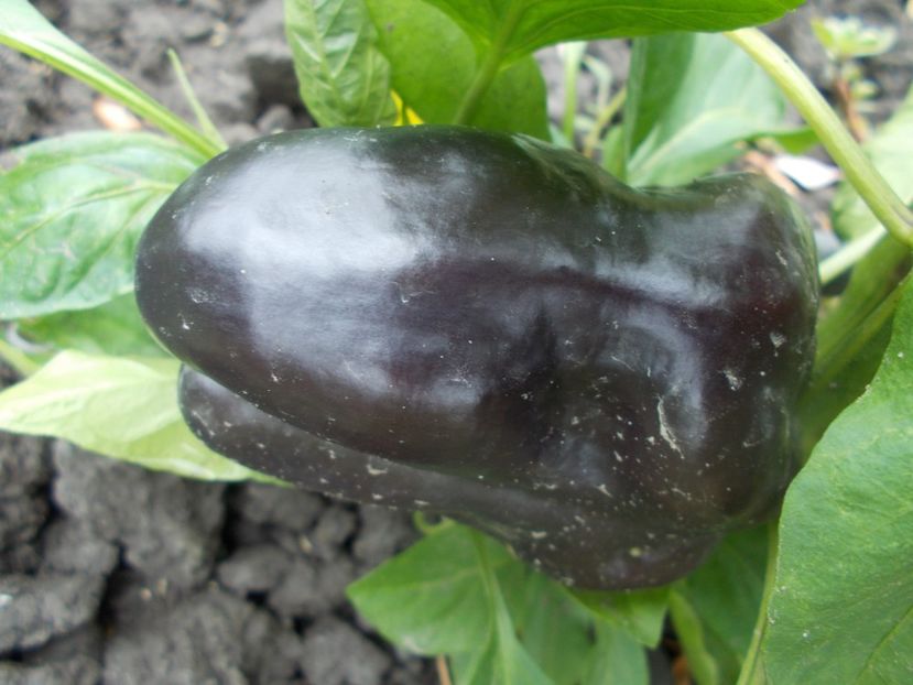  - SEMINTE ARDEI - A 69 PURPLE BELL