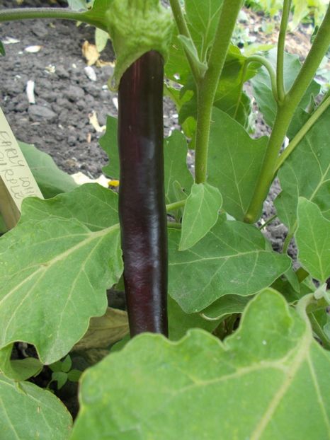  - SEMINTE VINETE - V 04 - EARLY LONG PURPLE