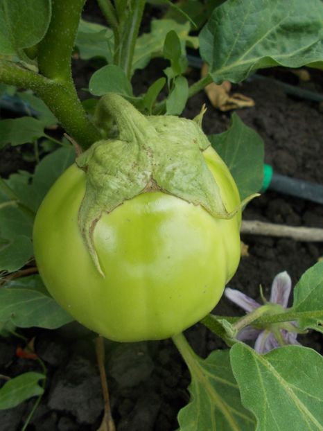  - SEMINTE VINETE - V 01 VERZI MARI opal