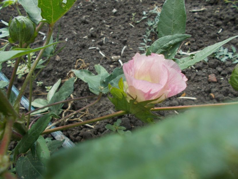  - Z SEMINTE BUMBAC MARON - SEA ISLAND BROWN COTTON