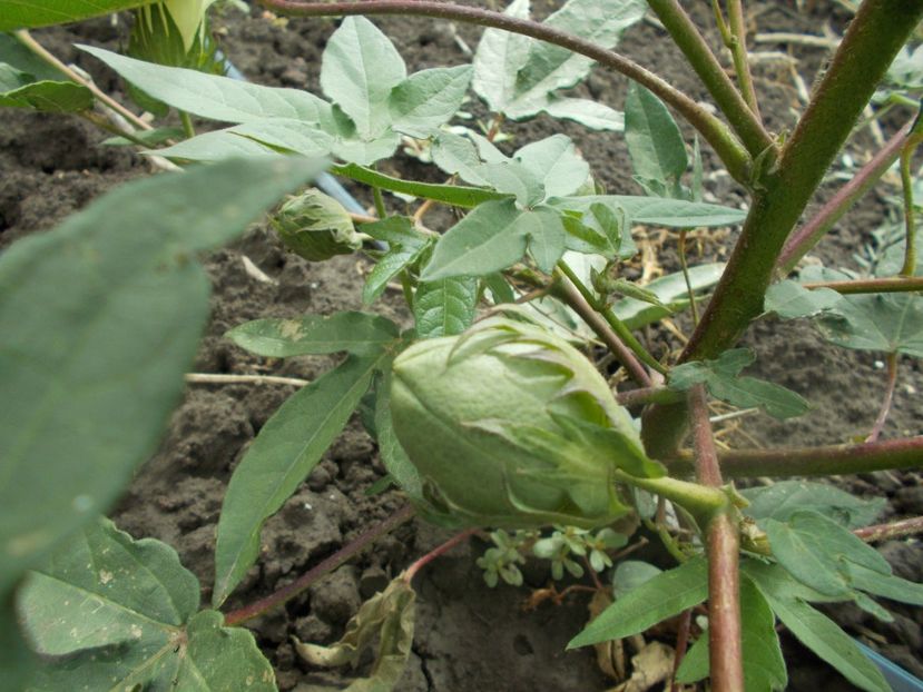  - Z SEMINTE BUMBAC MARON - SEA ISLAND BROWN COTTON