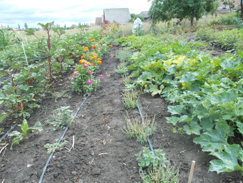  - Z SEMINTE BUMBAC MARON - SEA ISLAND BROWN COTTON