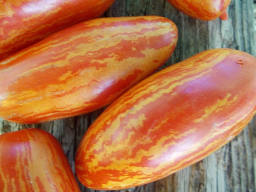  - SEMINTE ROSII - T 988 CASSADY S FOLLY