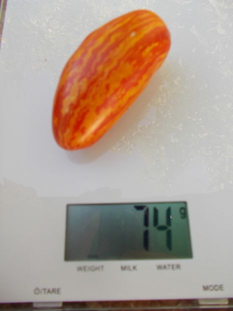  - SEMINTE ROSII - T 988 CASSADY S FOLLY