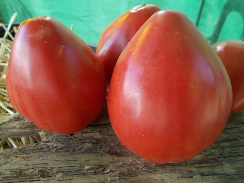  - SEMINTE ROSII - T 850 SWEET HEART