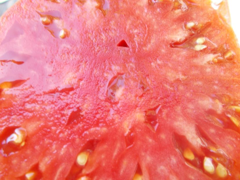  - SEMINTE ROSII - T 932 SIBERIAN PINK HONEY