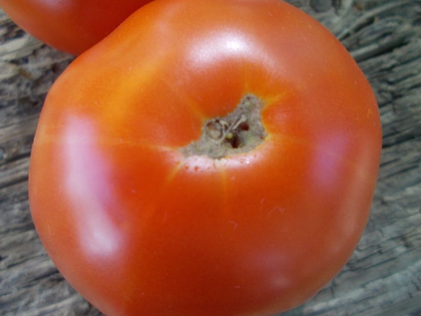  - SEMINTE ROSII - T 848 ELISABETA