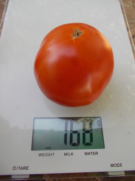  - SEMINTE ROSII - T 848 ELISABETA