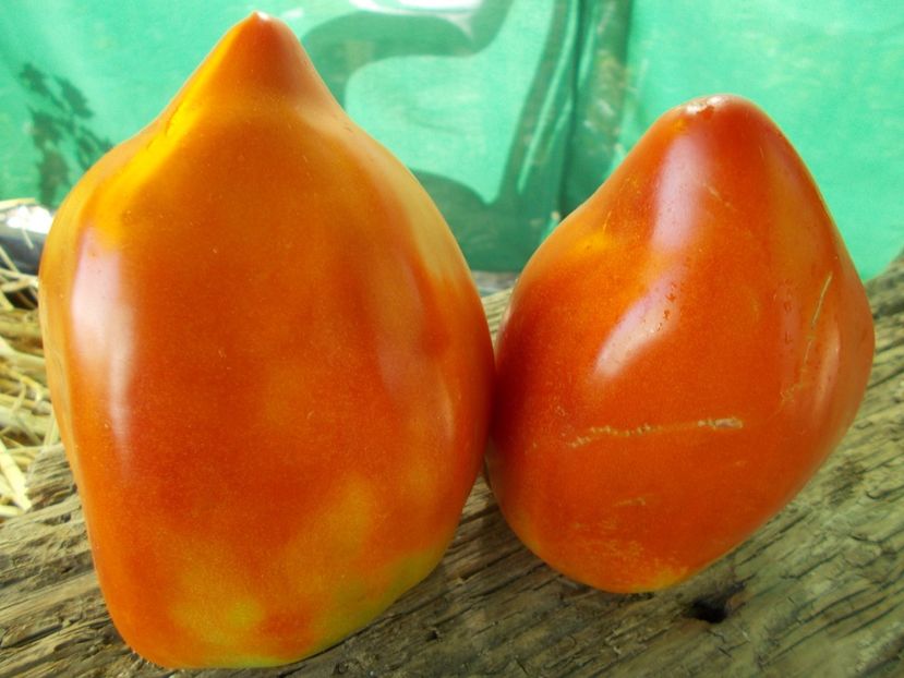  - SEMINTE ROSII - T 853 CUORE DI DRONERO